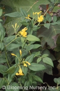 Jasminum humile 'Revolutum'                       